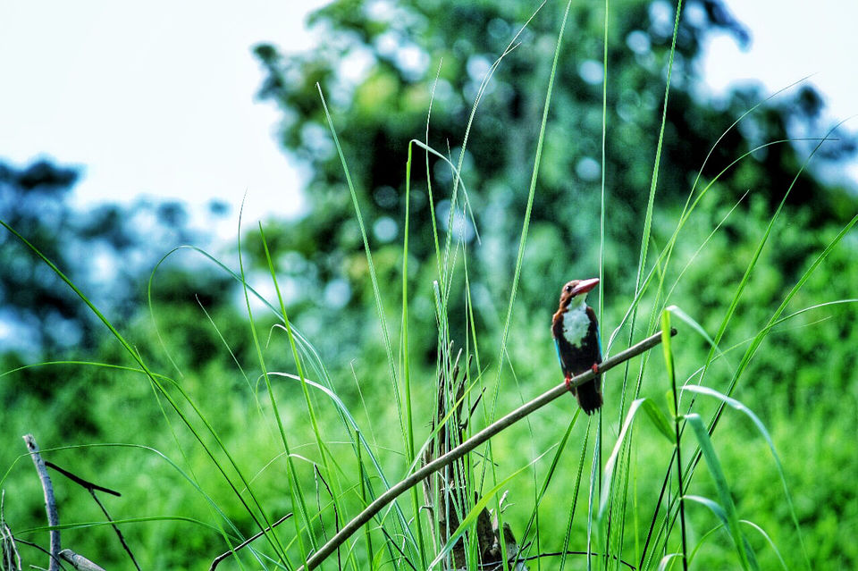 Photo of Chitwan, Nepal by Shinjan Chakraborty