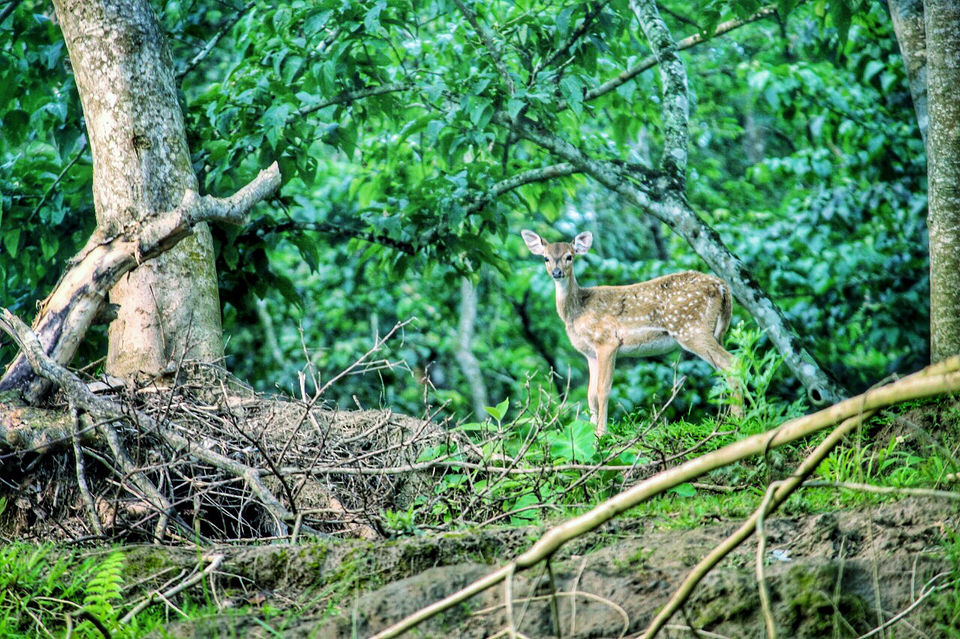 Photo of Chitwan, Nepal by Shinjan Chakraborty