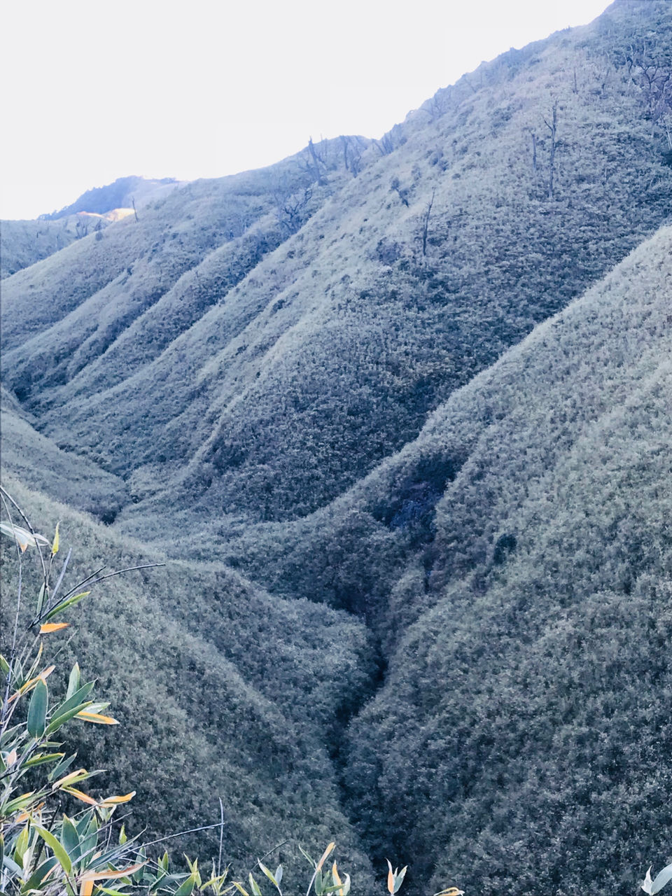 Photo of Dzükou Valley, Viswema, Nagaland, India by Shinjan Chakraborty