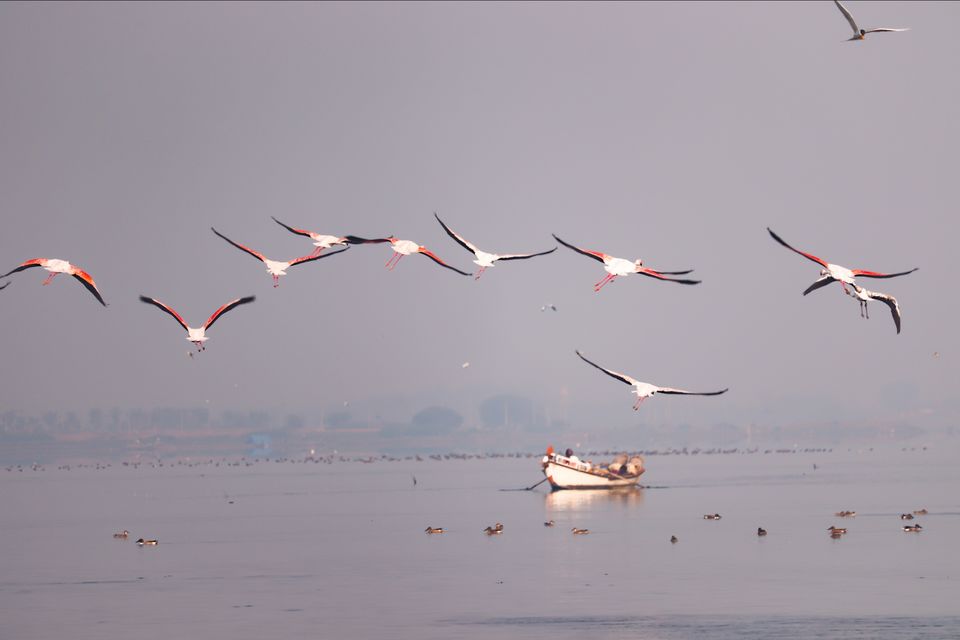 Photo of Right Time For Flamingos by Raj Bogawat