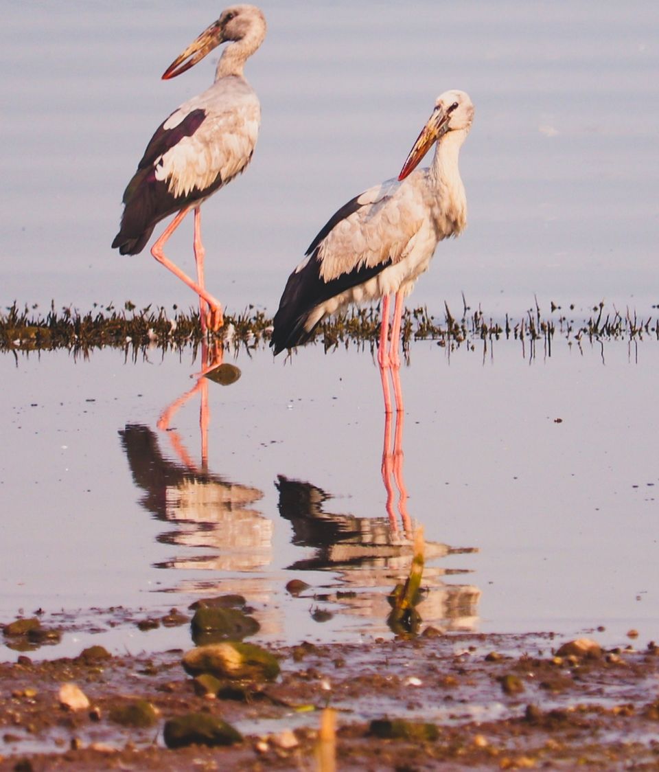 Photo of Right Time For Flamingos by Raj Bogawat