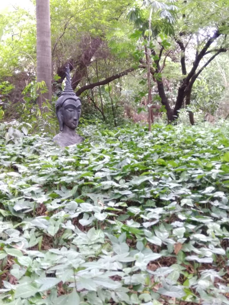 Photo of Osho Garden, Gopal Rao Bevur Road, Iricen Railway Colony, Koregaon Park, Pune, Maharashtra, India by Himadri Pal