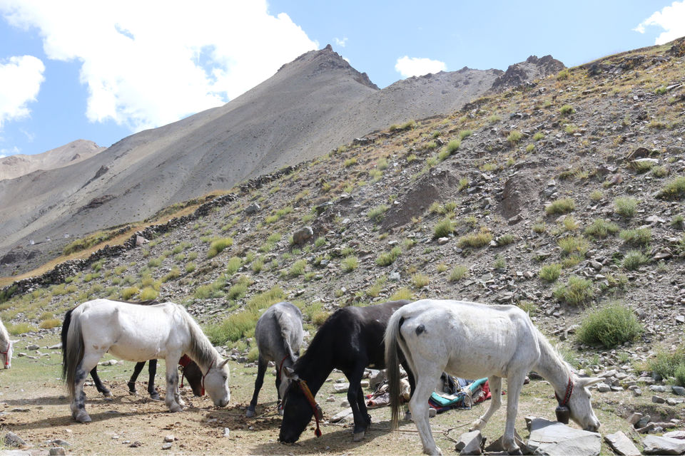Photo of Markha Valley- A Trekker's Dream And An Unexplored Paradise In Ladakh by Shubhangi Jeswal