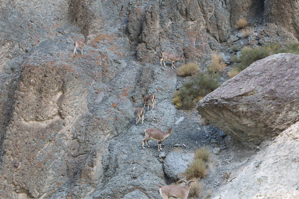 Photo of Markha Valley- A Trekker's Dream And An Unexplored Paradise In Ladakh by Shubhangi Jeswal