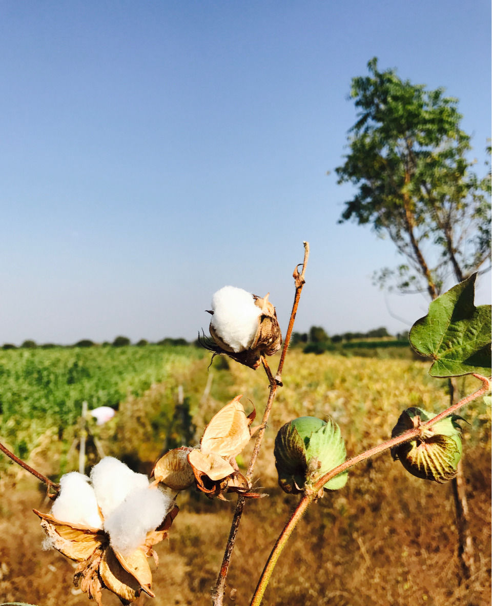 Photo of An Offbeat Pilgrimage Passage To 5 Jyotirlings In Maharashtra! by Shubhangi Jeswal