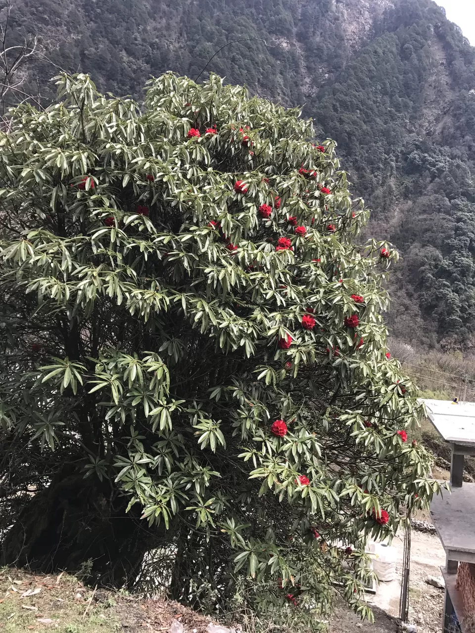 Photo of Yumthang, Sikkim, India by Shubhangi Jeswal