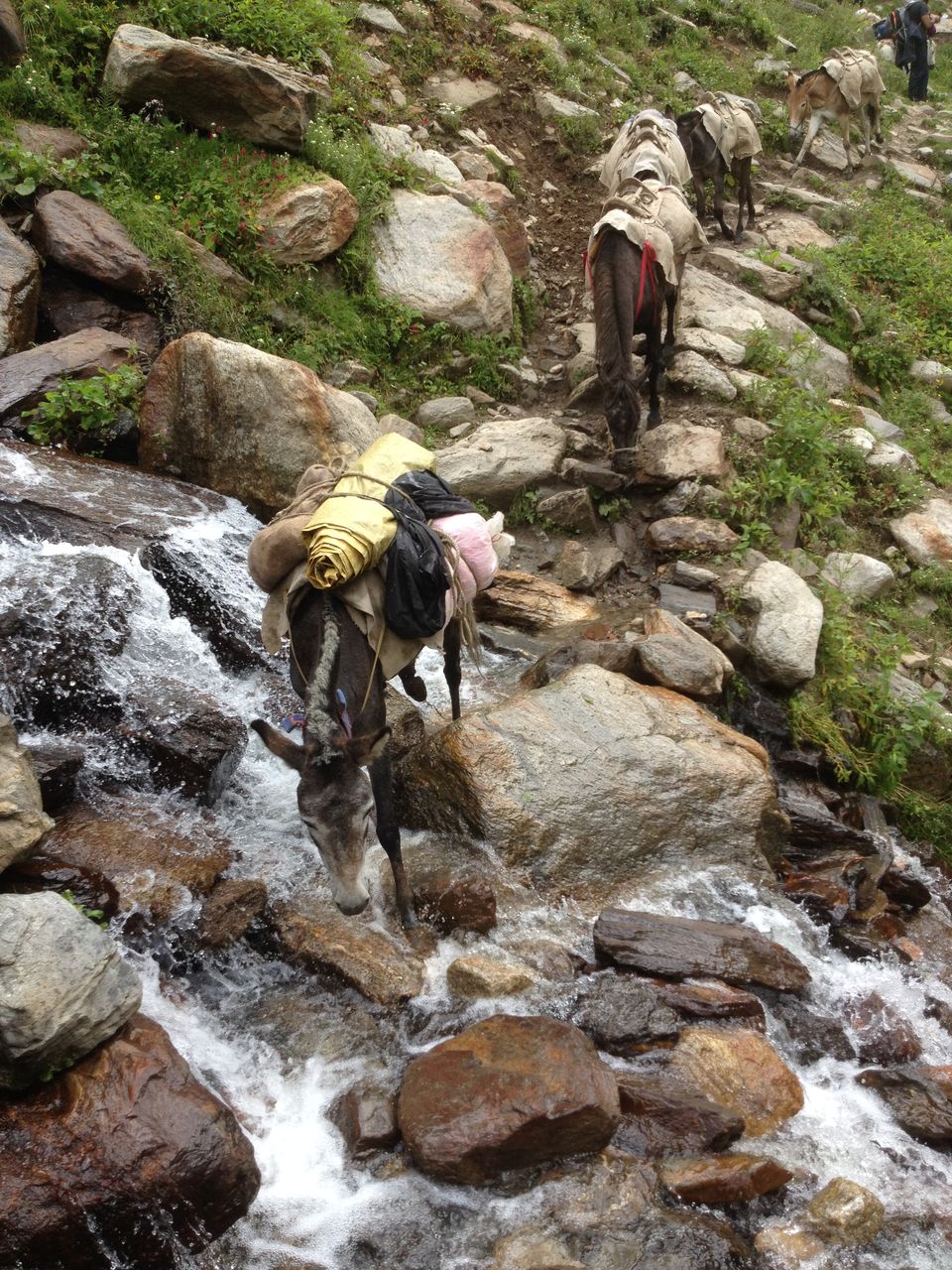 Photo of Hampta Pass Trek : A Complete Guide #HamptaPass #chandrataal #Himachal #Himalayas 4/12 by Abhishek