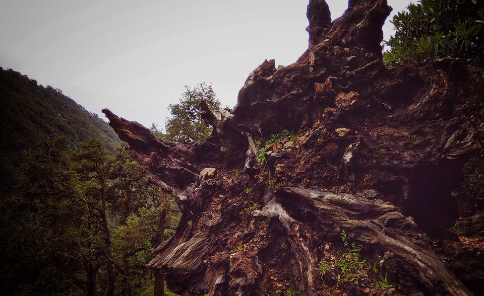 Photo of Triund Trek, Trail to Triund Hill, Dharamshala, Himachal Pradesh, India by The Roving Man