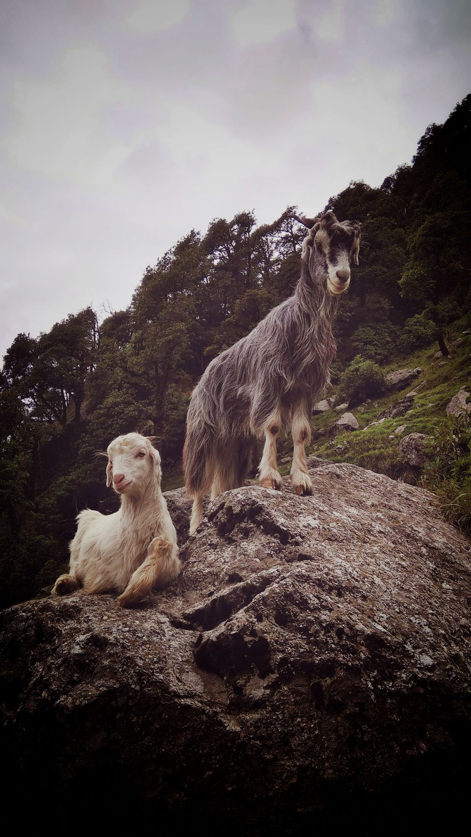 Photo of Triund Trek, Trail to Triund Hill, Dharamshala, Himachal Pradesh, India by The Roving Man