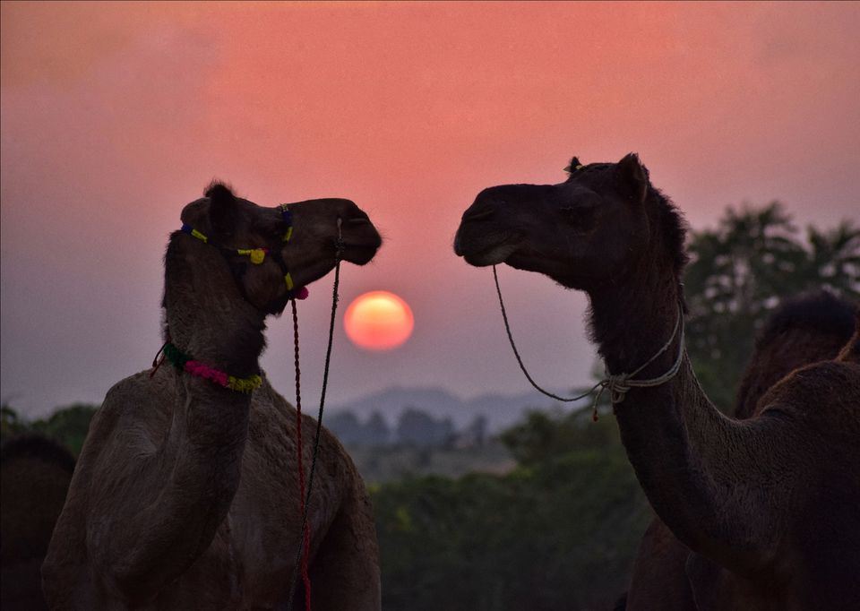 Photo of Rajasthan, India by Rohit Shrivastava