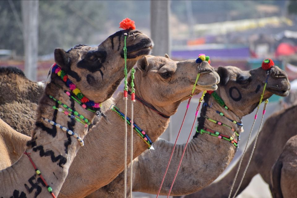 Photo of Rajasthan, India by Rohit Shrivastava