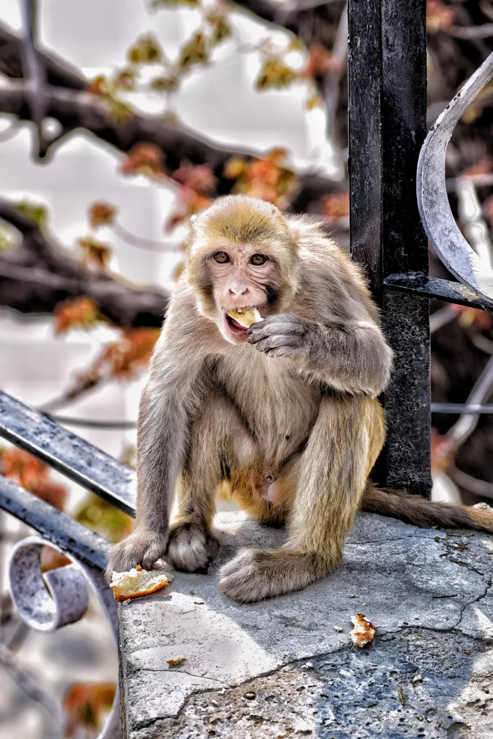 Photo of Shimla The Queen of Hills by Rohit Shrivastava