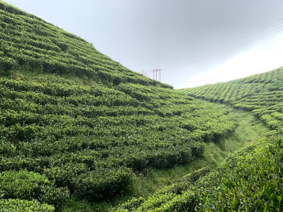 Photo of Darjeeling- A Nostalgic Hill Station by Arnab Sarkar