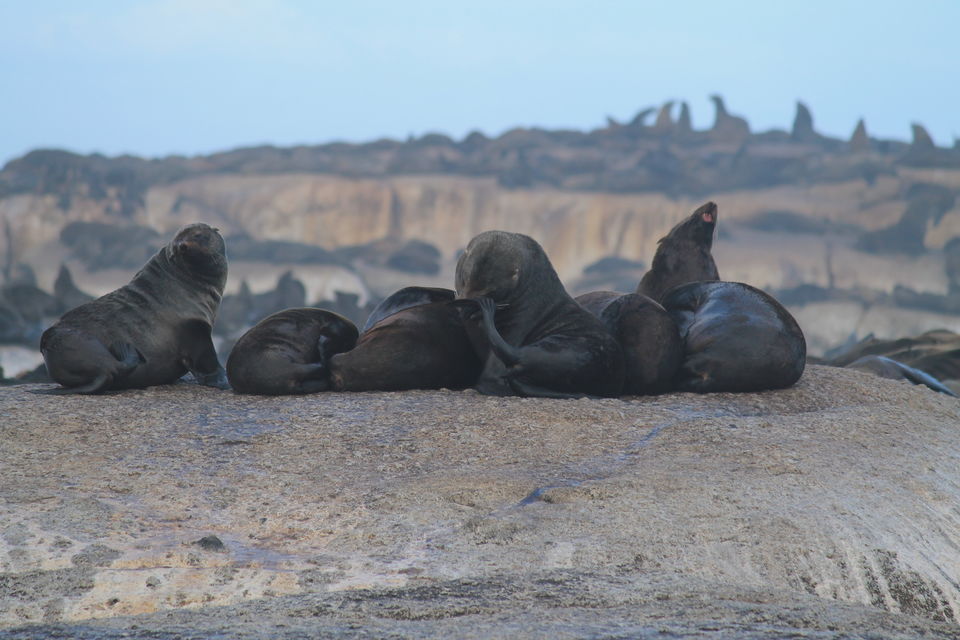 Photo of Seal Island, South Africa by Arnab Sarkar