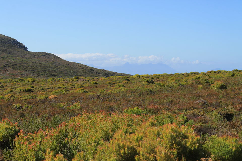 Photo of Cape Peninsula- A Memorable Day Trip with New Friends.. by Arnab Sarkar