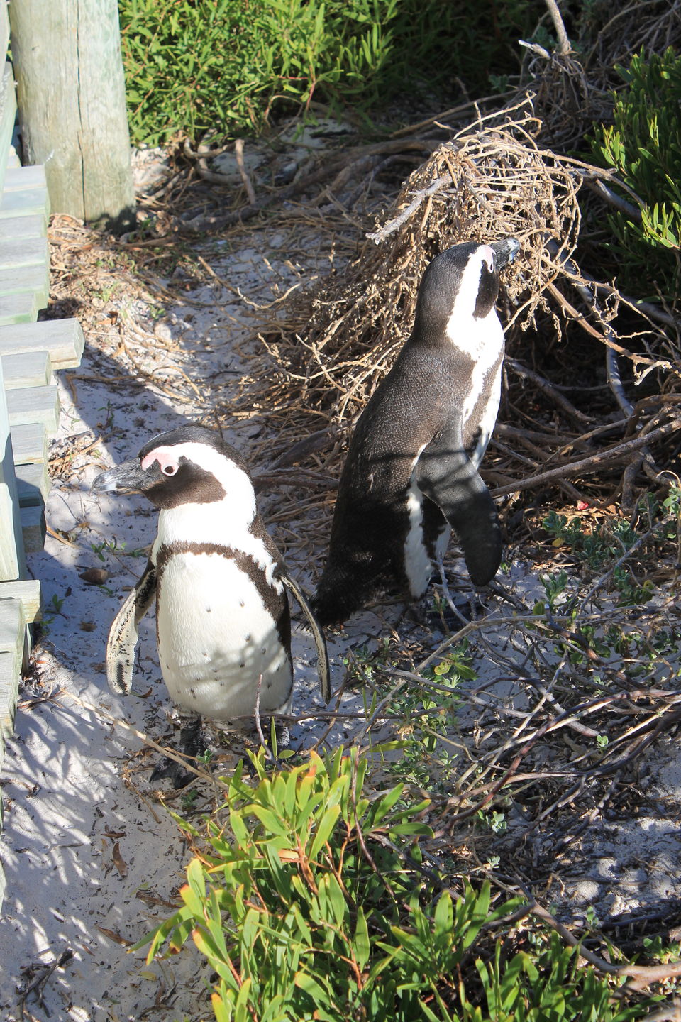 Photo of Boulders Beach, Kleintuin Road, Simon's Town, Cape Town, South Africa by Arnab Sarkar