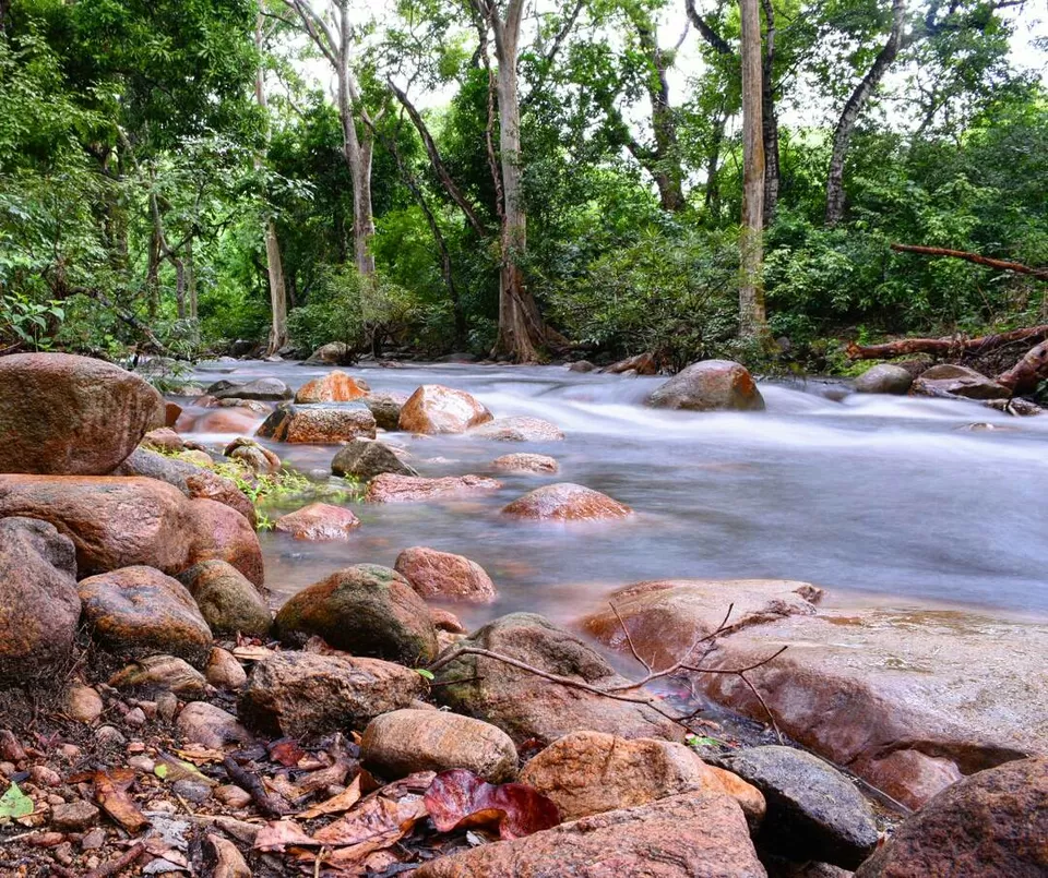 Photo of Chinnar Wildlife Sanctuary., Idukki, Kerala, India by Aditya Rajput