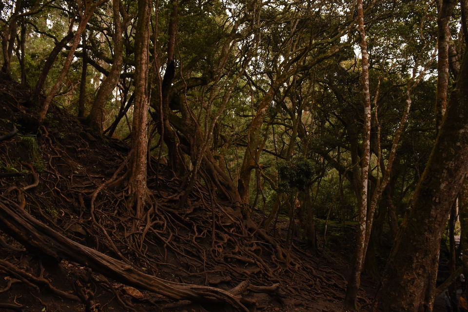 Photo of Solo Ride - Pune - Hosur - Kodaikanal - Munnar - Chinnar Wildlife Sanctuary - Pune by Aditya Rajput