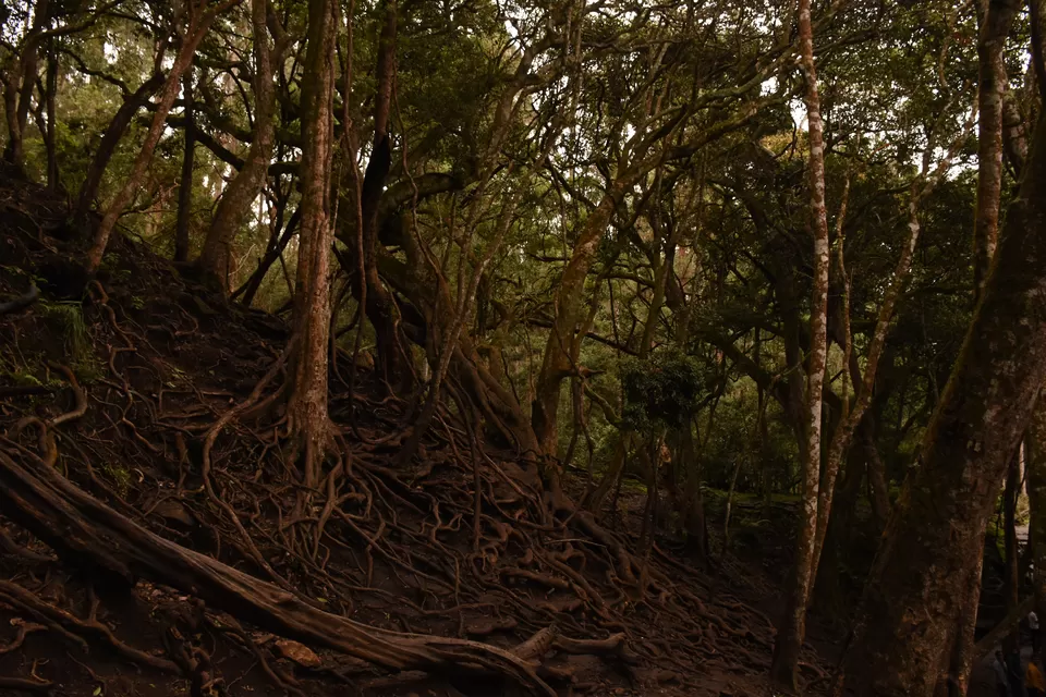 Photo of Solo Ride - Pune - Hosur - Kodaikanal - Munnar - Chinnar Wildlife Sanctuary - Pune by Aditya Rajput