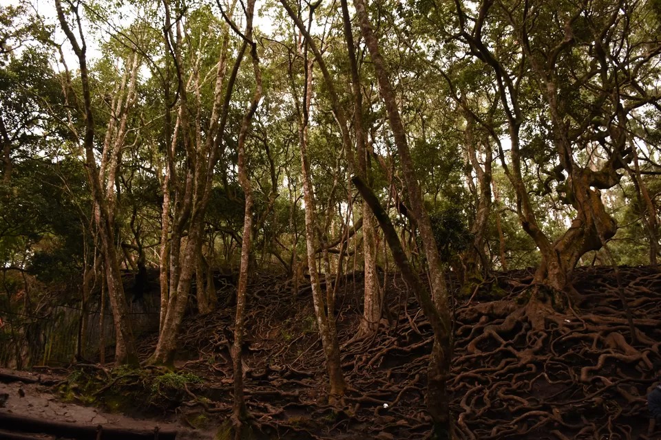 Photo of Solo Ride - Pune - Hosur - Kodaikanal - Munnar - Chinnar Wildlife Sanctuary - Pune by Aditya Rajput