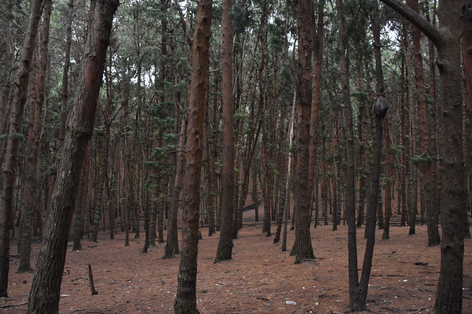 Photo of Solo Ride - Pune - Hosur - Kodaikanal - Munnar - Chinnar Wildlife Sanctuary - Pune by Aditya Rajput