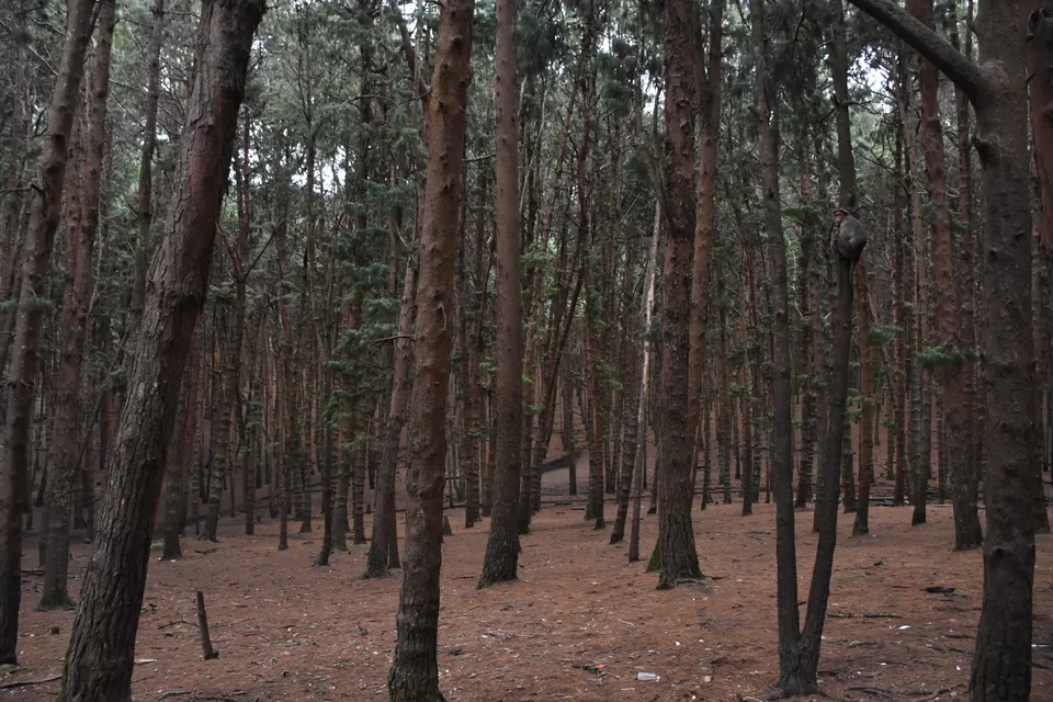 Photo of Solo Ride - Pune - Hosur - Kodaikanal - Munnar - Chinnar Wildlife Sanctuary - Pune by Aditya Rajput