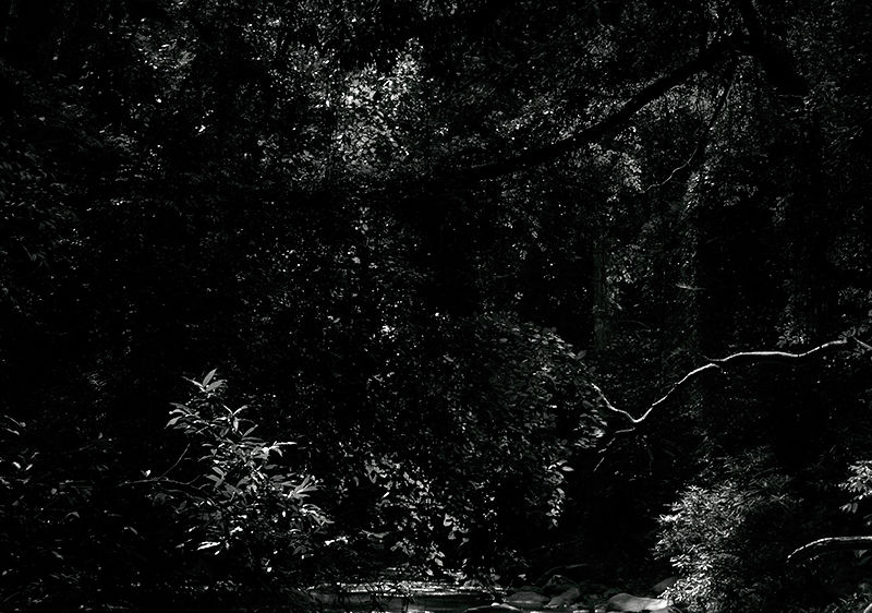 Photo of A Walk down a forest trail 1/3 by Hrishikesh