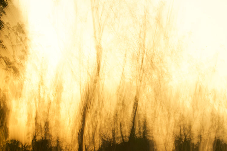 Photo of A Walk down a forest trail 2/3 by Hrishikesh