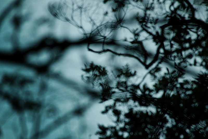 Photo of A Walk down a forest trail 3/3 by Hrishikesh