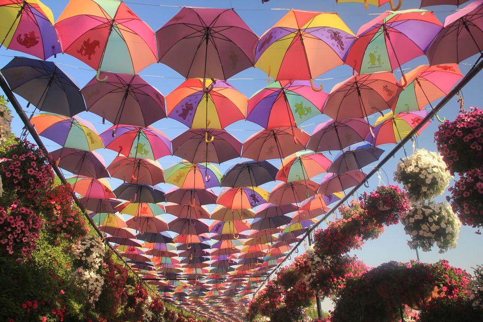 Photo of Dubai Miracle Garden - Arjan-Dubailand - Dubai - United Arab Emirates by Akanksha Maurya