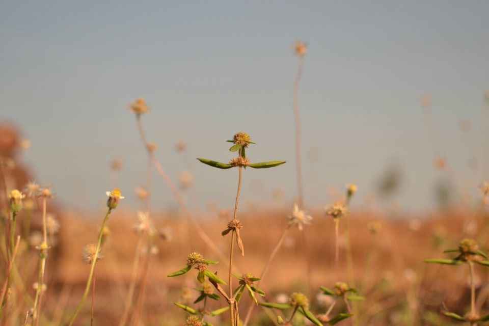 Photo of Bekal Fort - Where the History Sleeps 4/8 by Sumiya Ebrahim