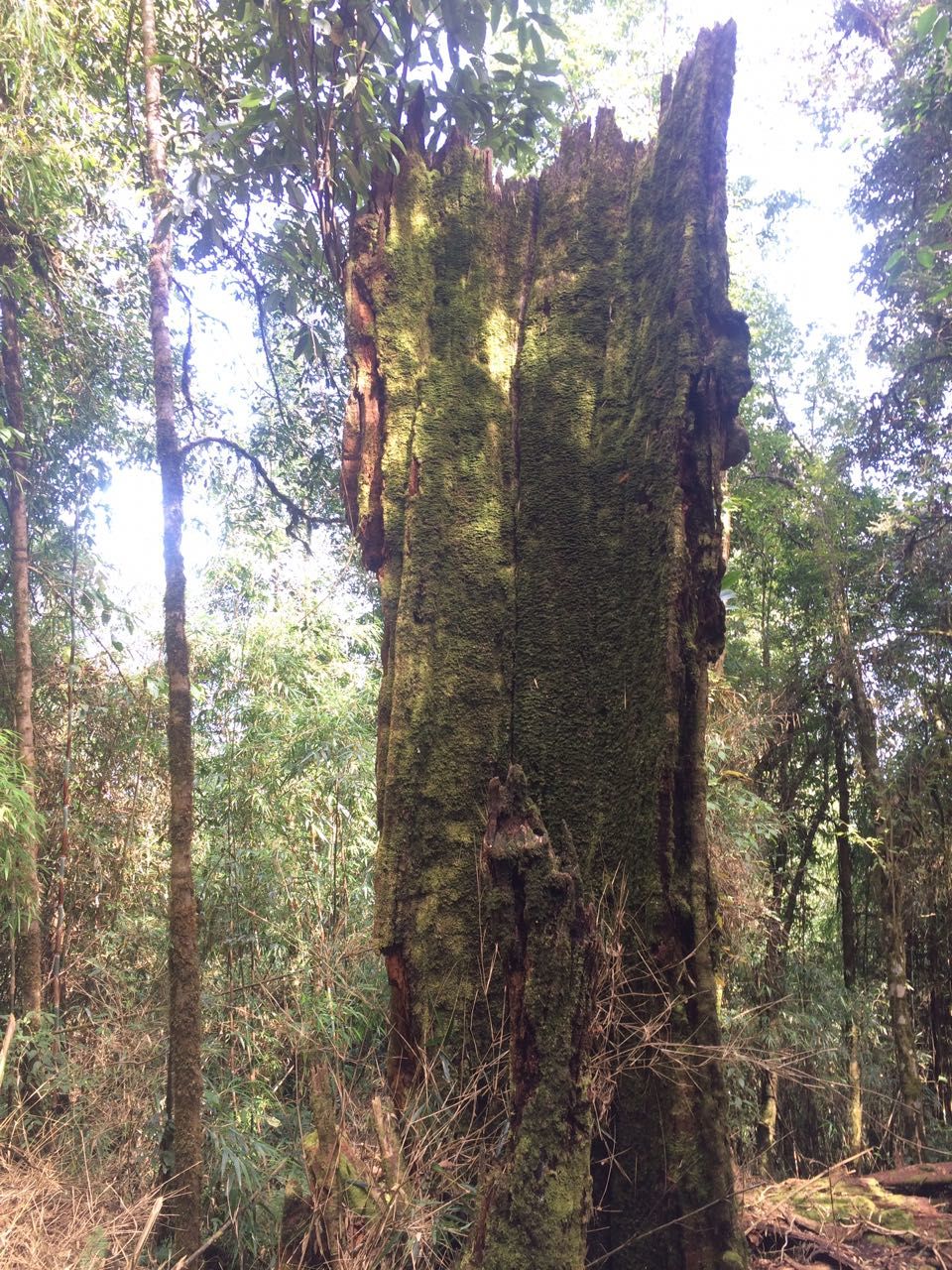 Photo of Fambonglho wild life Sanctuary, Dikchu - Rang Rang Rd, L. Mangshila, Sikkim, India by neha ballal