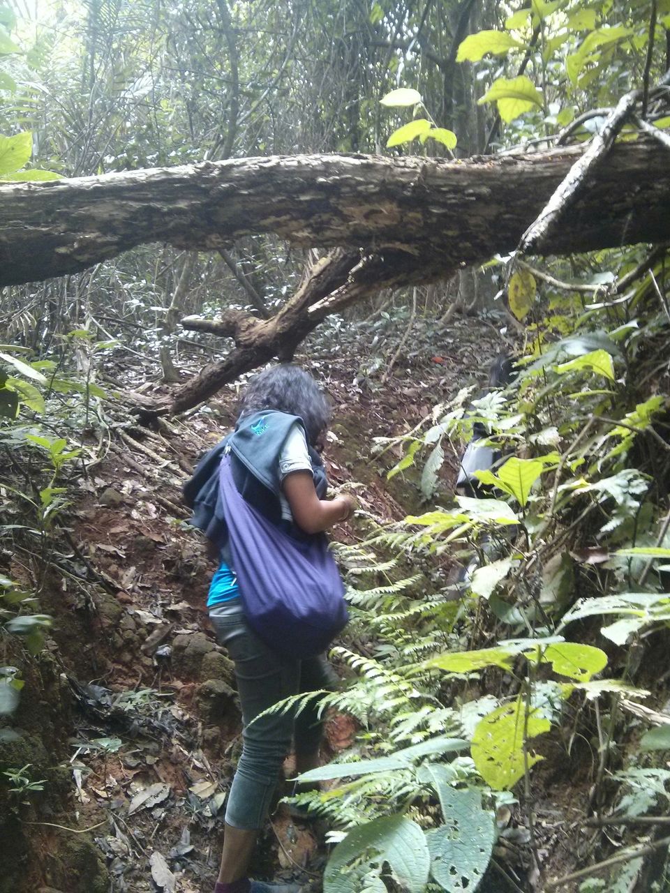 Photo of Coorg - The hidden Nishani Motte trek by neha ballal