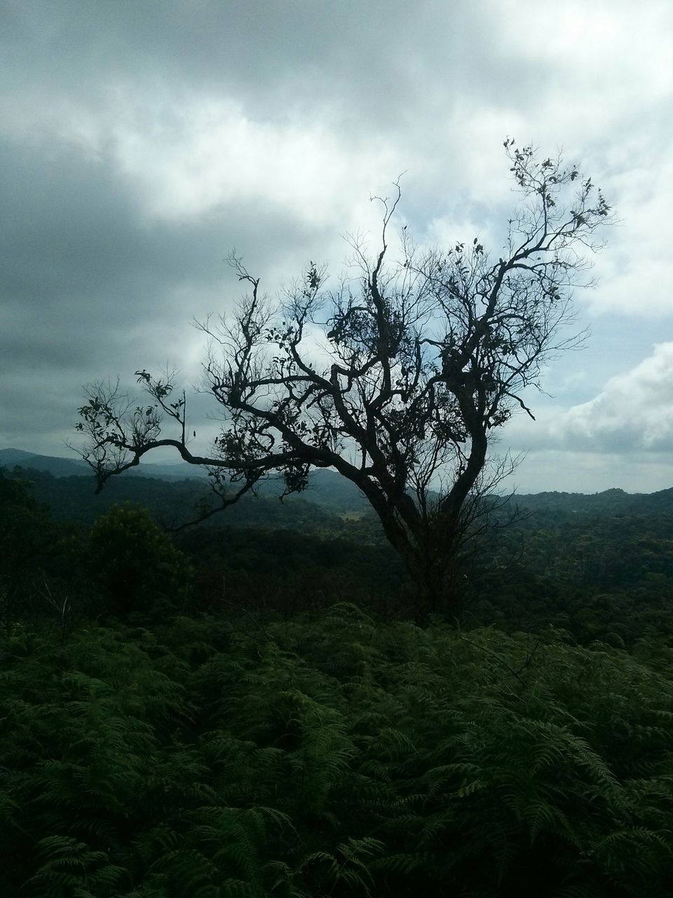 Photo of Coorg - The hidden Nishani Motte trek by neha ballal