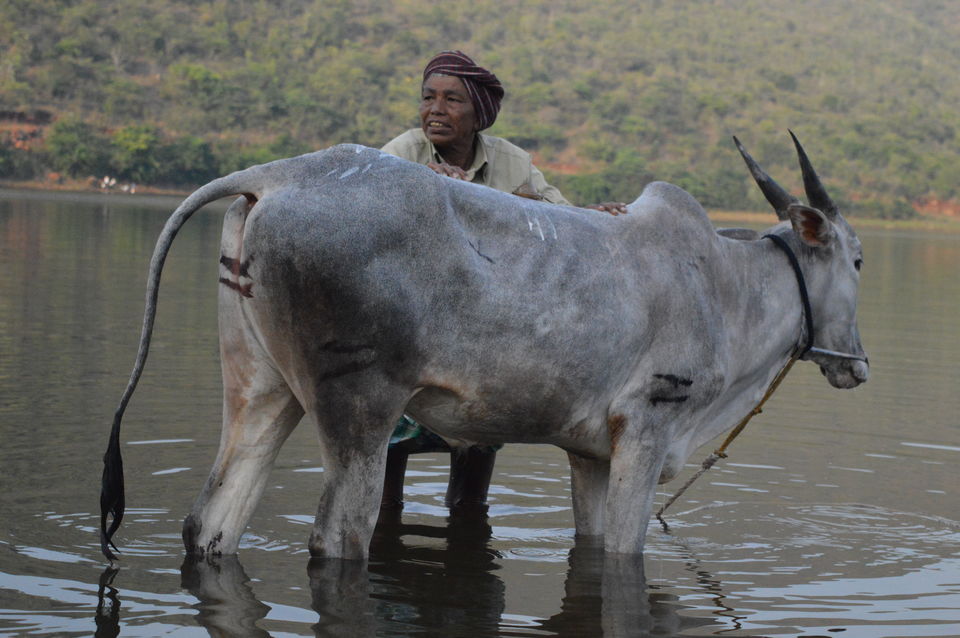 Photo of Experiencing the village life at Kalsapura by neha ballal