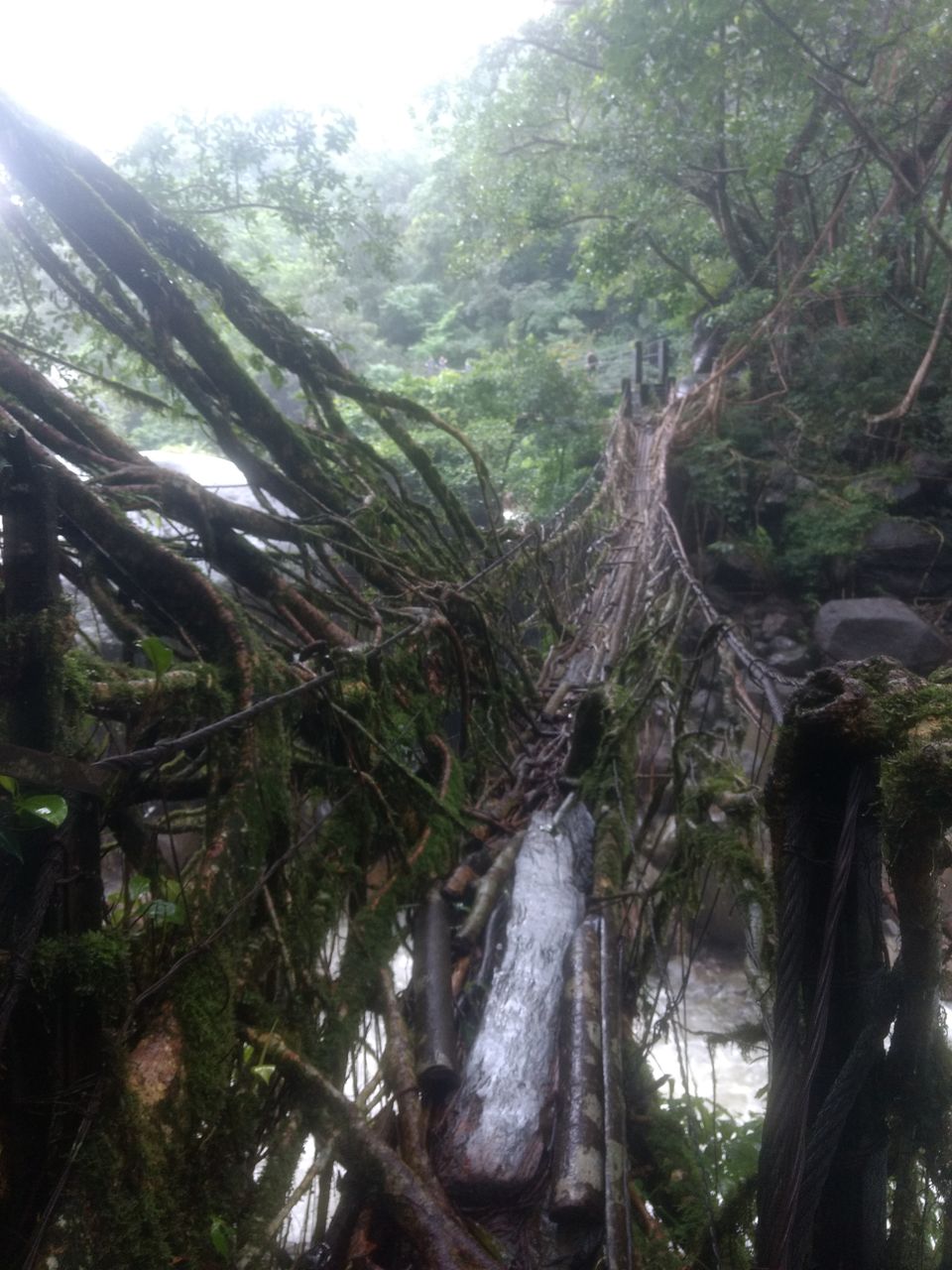 Photo of Nongriat, Meghalaya, India by Neha Ballal