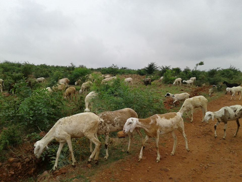 Photo of Kalhalli, Karnataka, India by Neha Ballal