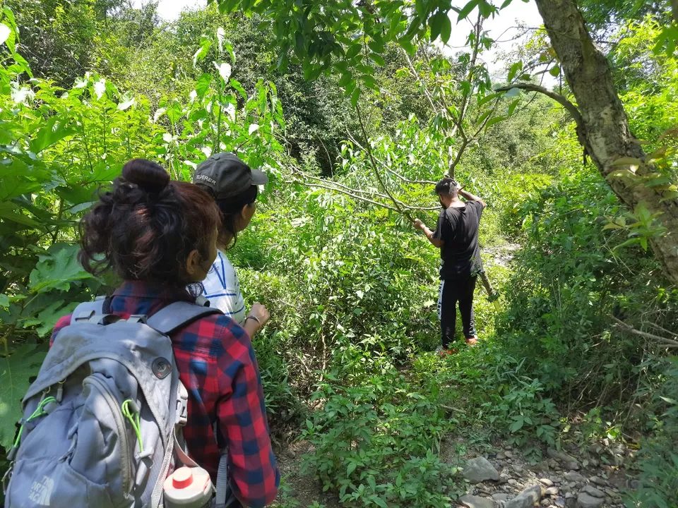 Photo of Trekking in Dehradun- One day Nature Hike by Neha Ballal