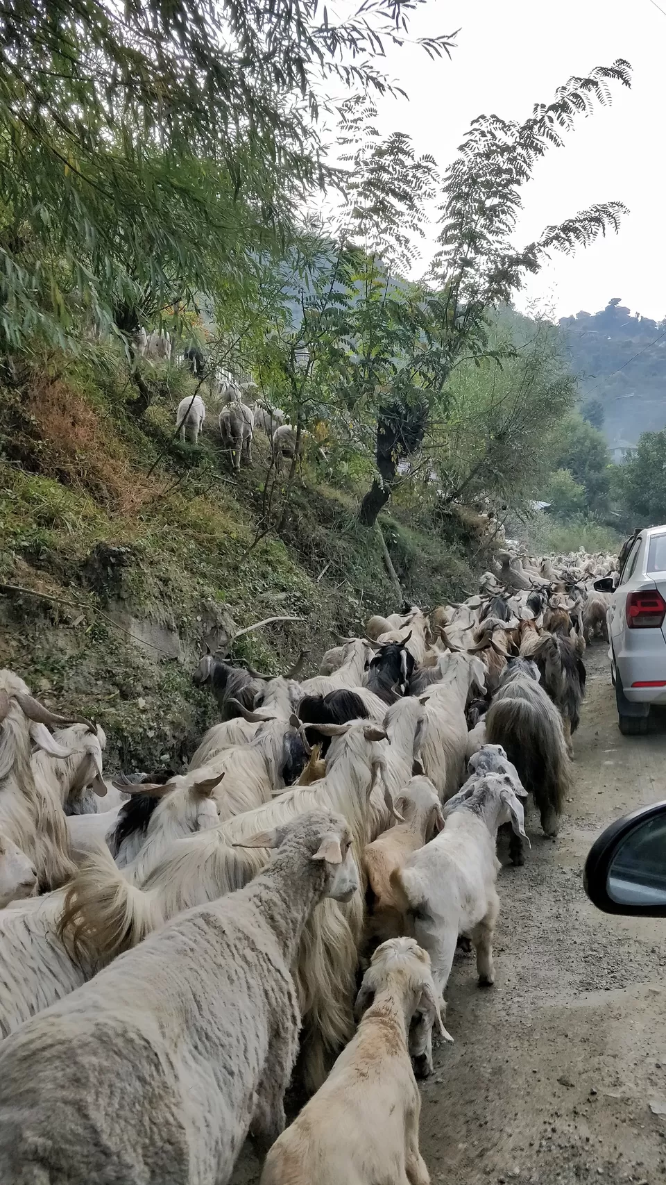 Photo of Jibhi, Himachal Pradesh, India by Prakriti Arora