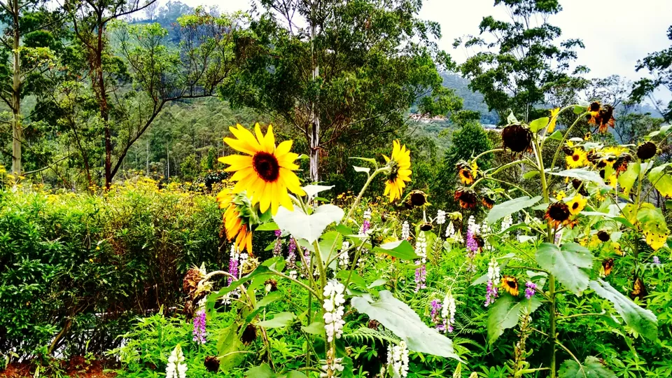 Photo of Kerala, India by Sai Krrishna