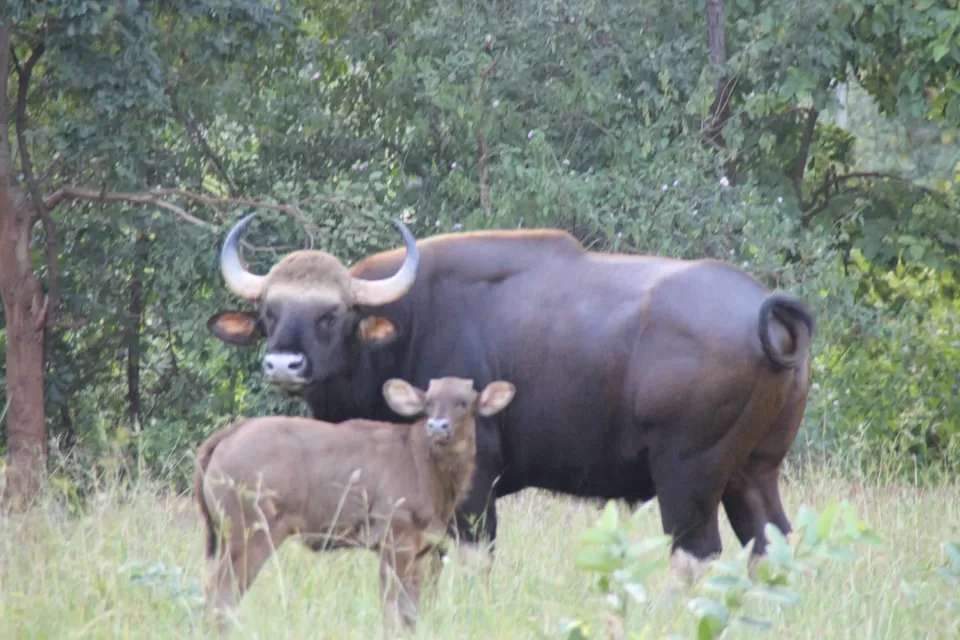 Photo of BETLA national PARK by Suchandan Ghosh