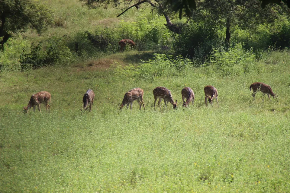 Photo of BETLA national PARK by Suchandan Ghosh