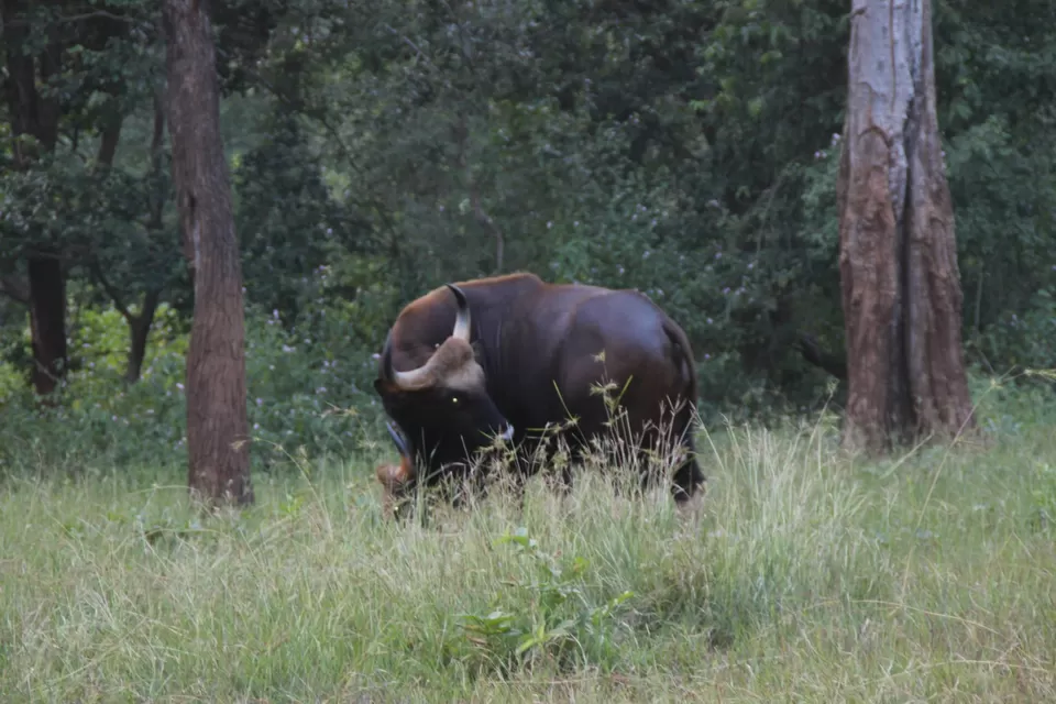 Photo of BETLA national PARK by Suchandan Ghosh