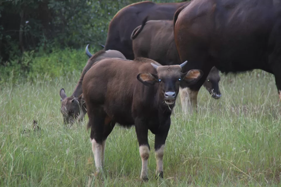 Photo of BETLA national PARK by Suchandan Ghosh