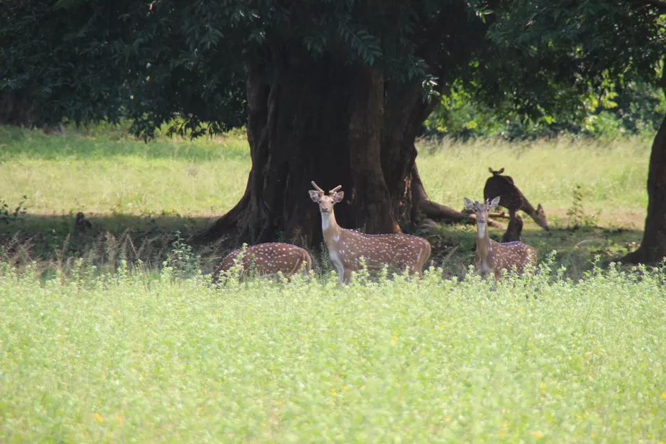Photo of BETLA national PARK by Suchandan Ghosh