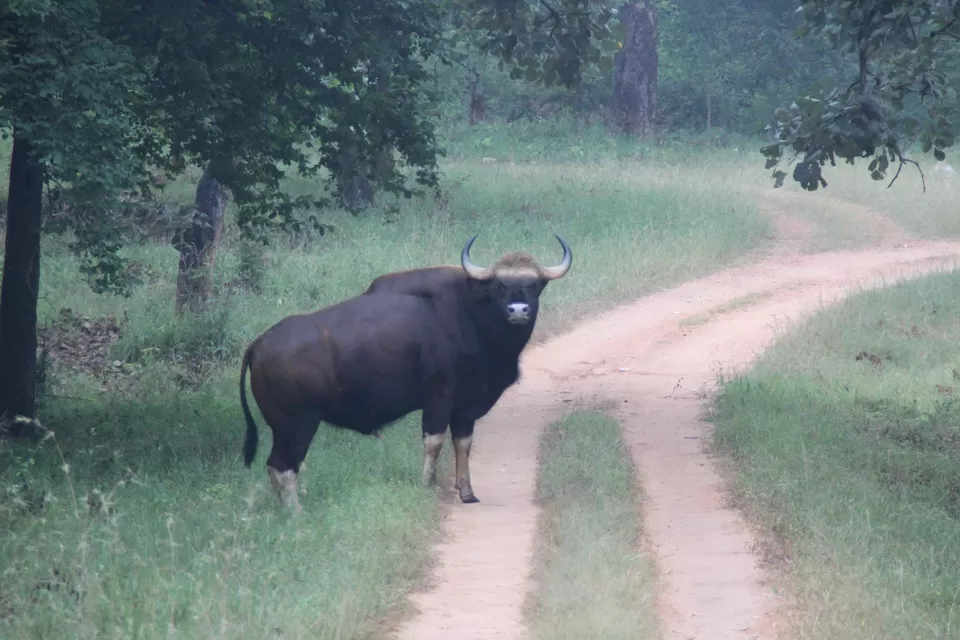 Photo of BETLA national PARK by Suchandan Ghosh