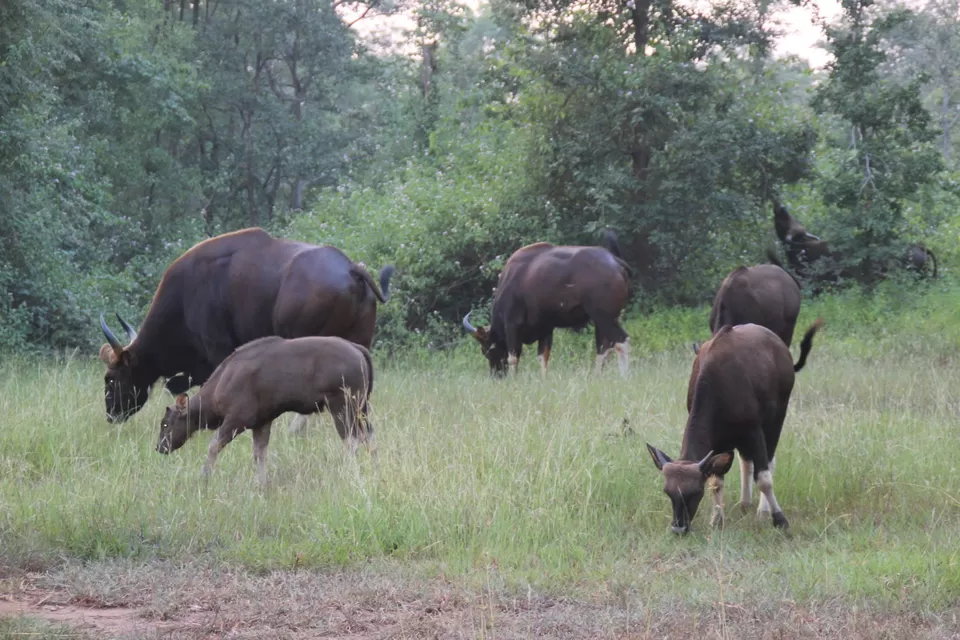 Photo of BETLA national PARK by Suchandan Ghosh