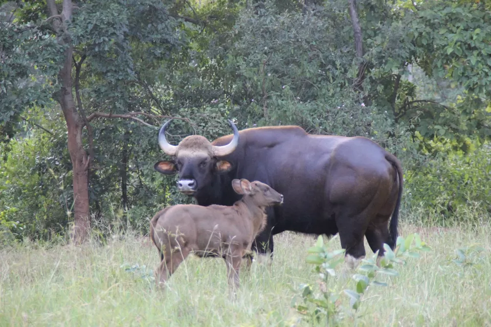 Photo of BETLA national PARK by Suchandan Ghosh
