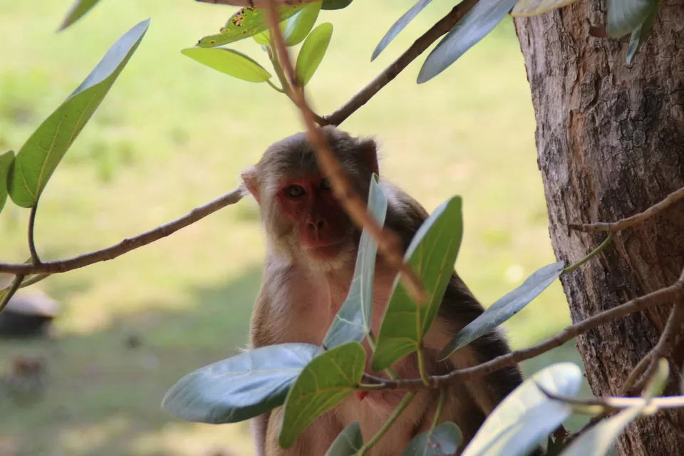 Photo of BETLA national PARK by Suchandan Ghosh