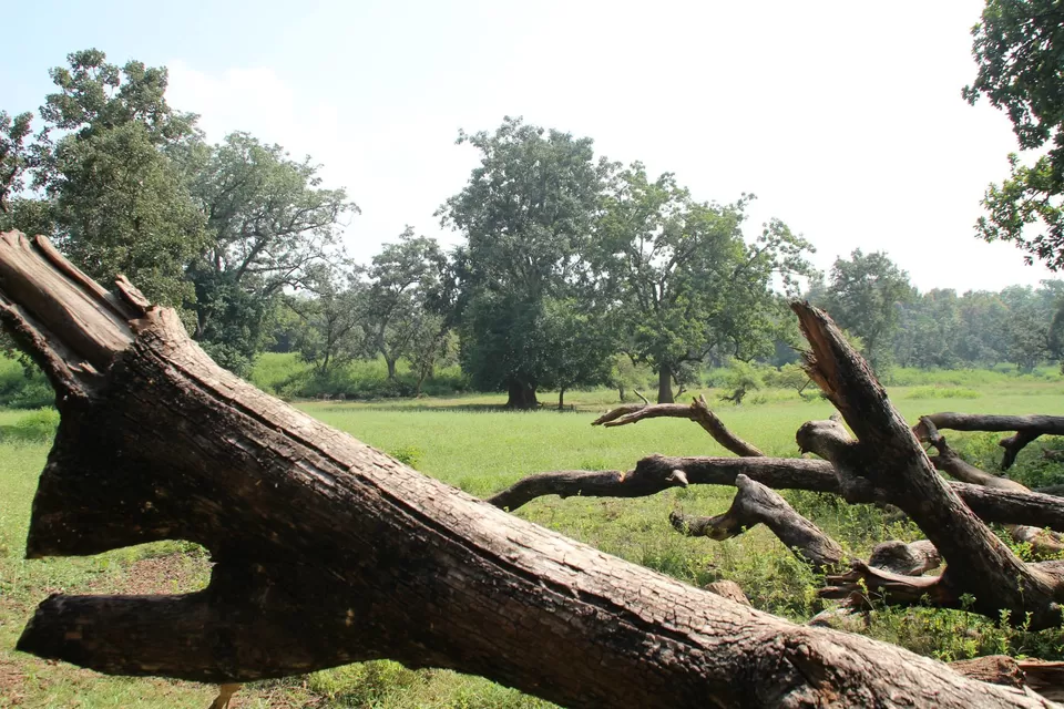 Photo of BETLA national PARK by Suchandan Ghosh